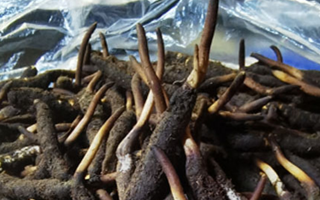 冬蟲(chóng)夏草鮮草能不能泡酒？科學(xué)解析與實(shí)用指南