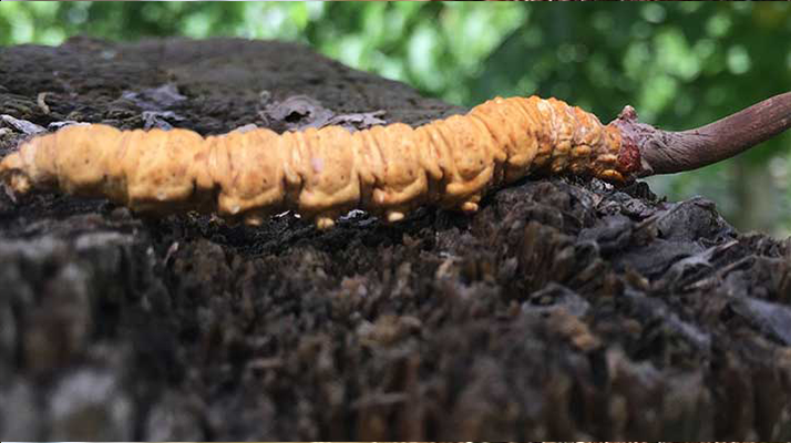 正宗野生<a href=http://m.ioytjgh.cn/jiage/ target=_blank class=infotextkey>蟲草多少錢</a>一斤