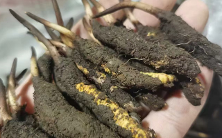 鮮冬蟲夏草急凍能放多久？科學(xué)保存全解析