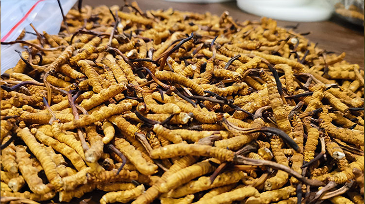 冬蟲夏草品質(zhì)價位表大全，一文掌握行情