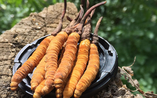 冬蟲夏草的產(chǎn)地有哪些地方？一文解鎖產(chǎn)地密碼