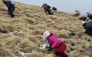 揭秘冬蟲(chóng)夏草的黃金采摘季：時(shí)間、地域與品質(zhì)的微妙關(guān)系? ? ? ?