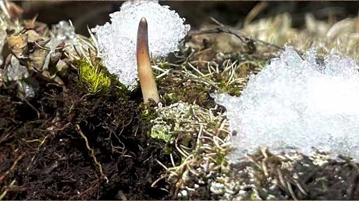 探秘雪域珍寶:最大的新鮮<a href=http://m.ioytjgh.cn/ target=_blank class=infotextkey><a href=http://m.ioytjgh.cn/s/nqcc/ target=_blank class=infotextkey>那曲冬蟲夏草</a></a>