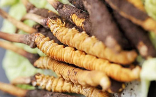 寶寶可以吃新鮮冬蟲夏草嗎？