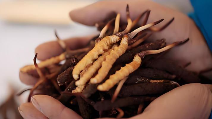 冬蟲夏草鮮草幾月份采挖？產(chǎn)地與時(shí)節(jié)的奧秘