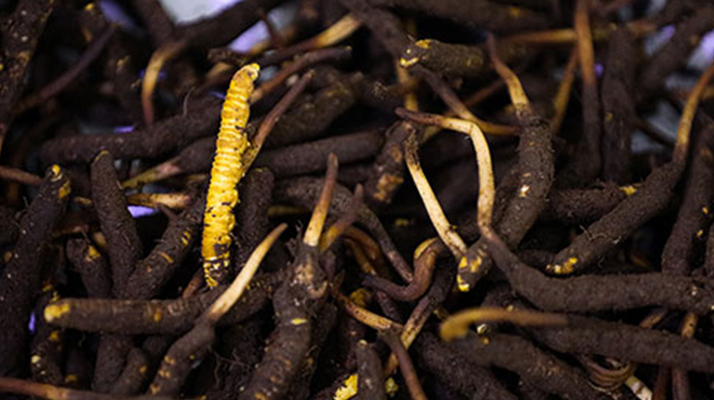 吃新鮮冬蟲(chóng)夏草會(huì)過(guò)敏嗎？一文為你揭秘