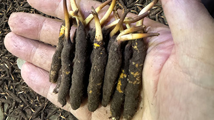 尋草之旅：踏上尋找<a href=http://m.ioytjgh.cn/xinxian/ target=_blank class=infotextkey>新<a href=http://m.ioytjgh.cn/xinxian/ target=_blank class=infotextkey>鮮冬蟲夏草</a></a>的征程