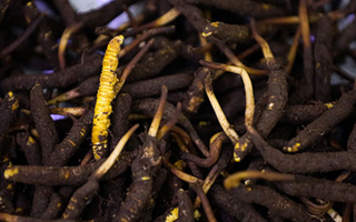 吃新鮮冬蟲(chóng)夏草會(huì)過(guò)敏嗎？一文為你揭秘