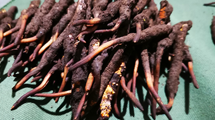 新鮮冬蟲(chóng)夏草哪里買(mǎi)？全渠道選購(gòu)指南