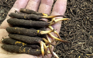 冬蟲(chóng)夏草菇鮮能凍嗎？冷凍保存全解析