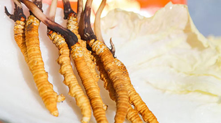 冬蟲夏草鮮草一般哪里有？多渠道獲取指南