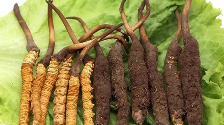 新鮮的冬蟲夏草，更好嗎？