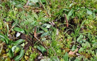 那曲鮮草最后 3 天倒計時：錯過再等一年的雪域珍饈