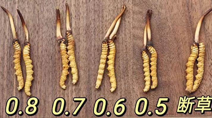 鮮冬蟲(chóng)夏草燉雞湯:一鍋匯聚健康的滋補(bǔ)珍品