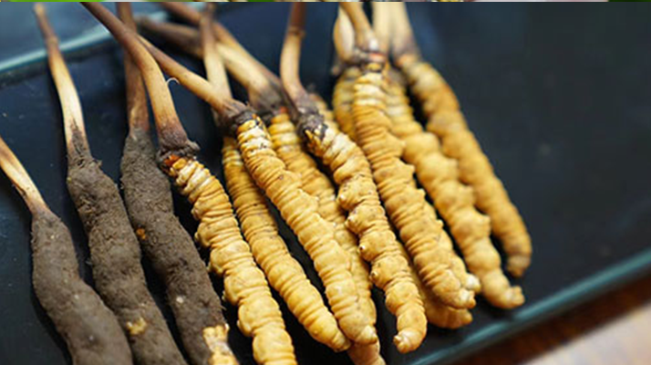 鮮冬蟲(chóng)夏草什么季節(jié)最好？滋補(bǔ)時(shí)機(jī)大揭秘