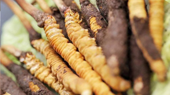 鮮冬蟲夏草哪個(gè)尺寸最好？一文讀懂，不再糾結(jié)