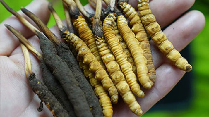 鮮冬蟲夏草如何打粉末保存？實用指南來了