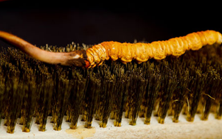 鮮冬蟲夏草什么口感最好？探尋舌尖上的滋補(bǔ)美味? ? ? ?