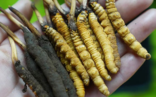 鮮冬蟲(chóng)夏草如何打粉末保存？實(shí)用指南來(lái)了