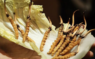 鮮冬蟲夏草能泡藥酒嗎？一文解鎖滋補(bǔ)新方式