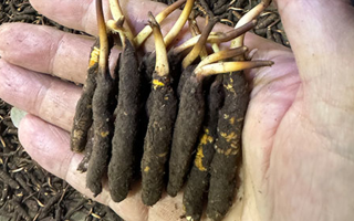 3000 條蟲(chóng)草一克是幾只？深入解析蟲(chóng)草規(guī)格與重量關(guān)系? ? ? ?