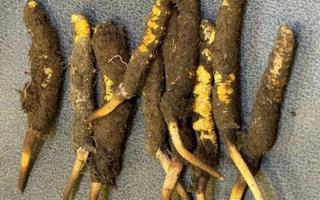 野生冬蟲夏草一斤多少錢？多維度價格解析