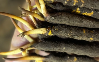 蟲(chóng)草怎么存放比較好？科學(xué)保存指南