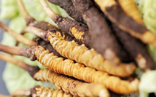 鮮蟲草一根多少錢？多因素交織下的價格剖析