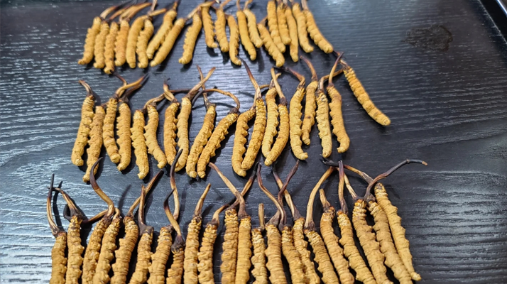 冬蟲夏草是如何形成的？揭秘"軟黃金"的誕生之謎?