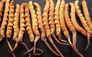 冬蟲(chóng)夏草一克大概多少錢