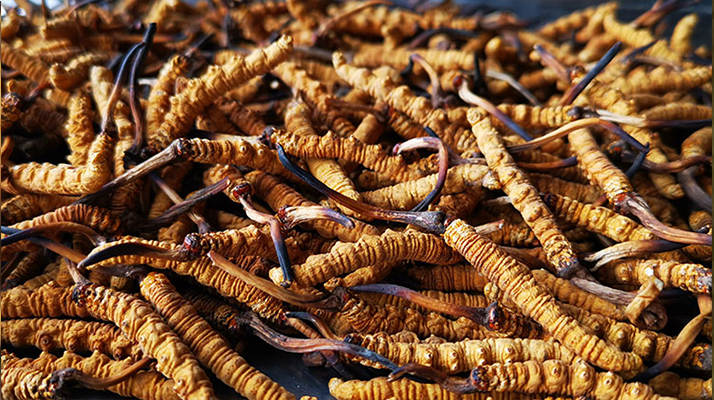 純野生冬蟲夏草價(jià)格解密:天價(jià)背后的價(jià)值邏輯