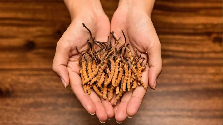 冬蟲(chóng)夏草怎么食用效果好？掌握這些方法發(fā)揮最大功效