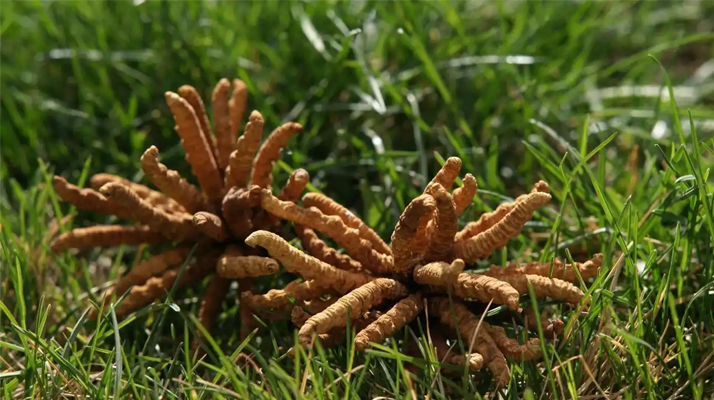 正宗冬蟲夏草一斤多少錢？多因素交織下的價格解析