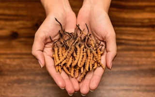 冬蟲夏草怎么食用效果好？掌握這些方法發(fā)揮最大功效