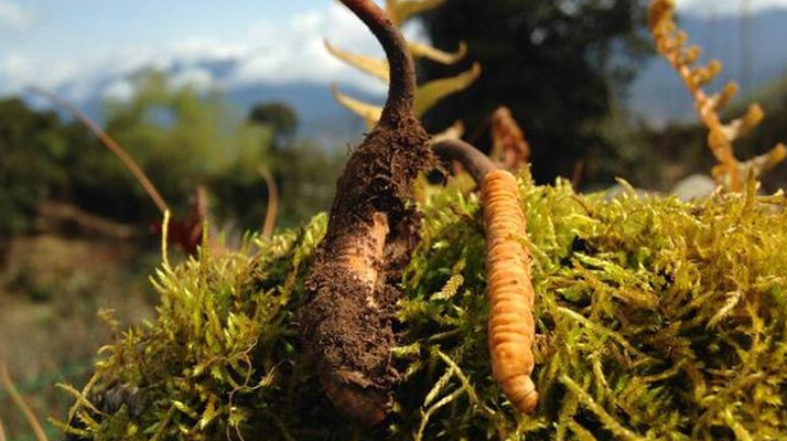 如何挑選新鮮冬蟲(chóng)夏草？掌握這幾個(gè)關(guān)鍵要點(diǎn)