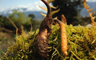 如何挑選新鮮冬蟲夏草？掌握這幾個關(guān)鍵要點