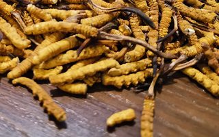 天然冬蟲夏草多少錢一克？