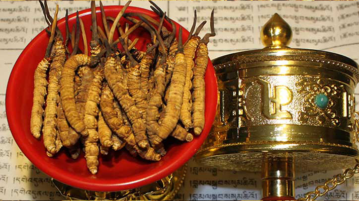 <a href=http://m.ioytjgh.cn/gongxiao/ target=_blank class=infotextkey><a href=http://m.ioytjgh.cn/gongxiao/ target=_blank class=infotextkey><a href=http://m.ioytjgh.cn/yangsheng/ target=_blank class=infotextkey>冬蟲夏草的功效</a></a></a>解析:傳統(tǒng)珍寶的現(xiàn)代價(jià)值