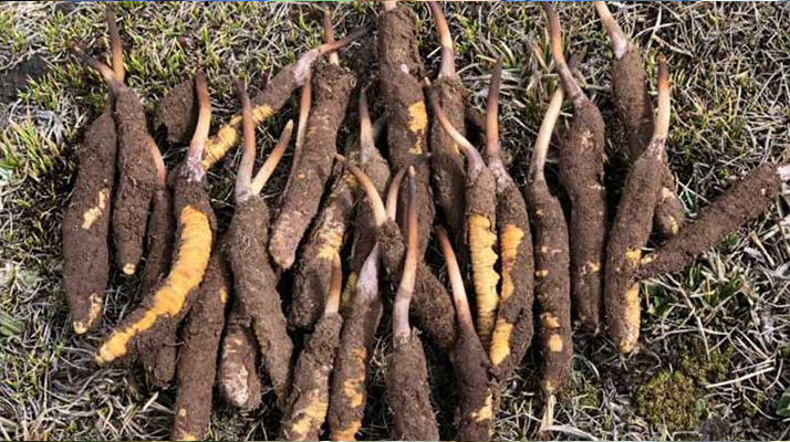 <a href=http://m.ioytjgh.cn/xinxian/ target=_blank class=infotextkey>新<a href=http://m.ioytjgh.cn/xinxian/ target=_blank class=infotextkey>鮮冬蟲夏草</a></a>科學晾干指南