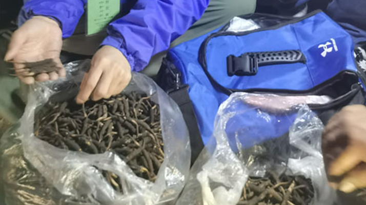 <a href=http://m.ioytjgh.cn/xinxian/ target=_blank class=infotextkey>新<a href=http://m.ioytjgh.cn/xinxian/ target=_blank class=infotextkey>鮮冬蟲夏草</a></a>的正確食用指南