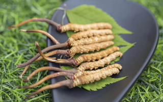 新鮮松茸冬蟲夏草怎么吃？滋補(bǔ)雙珍的美味搭配指南