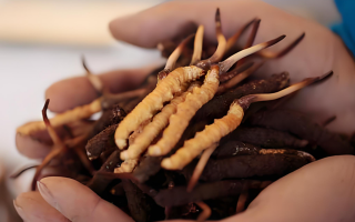 小孩可以喝冬蟲夏草嗎？科學(xué)看待兒童滋補(bǔ)問題