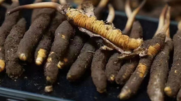 冬蟲(chóng)夏草適合哪些人群？精準(zhǔn)滋補(bǔ)指南