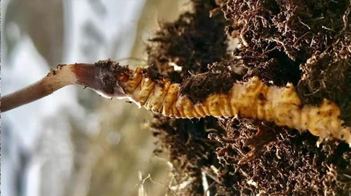 新鮮<a href=http://m.ioytjgh.cn/s/yscc/ target=_blank class=infotextkey>玉樹冬蟲夏草</a>的科學(xué)保存方法