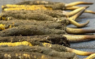 新鮮冬蟲夏草可以泡水喝嗎？正確方法與功效解析