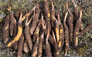 一根鮮冬蟲夏草多少克？多因素決定重量差異