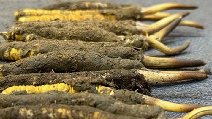 一根鮮<a href=http://m.ioytjgh.cn/jiage/ target=_blank class=infotextkey>冬蟲夏草多少錢</a>？影響價(jià)格的核心因素解析