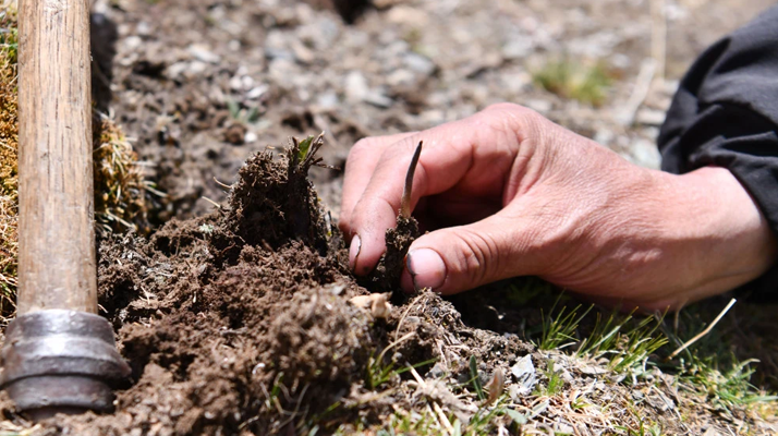 正宗冬蟲夏草的新鮮采挖：雪山深處的珍品采收