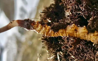 探尋鮮冬蟲(chóng)夏草收購(gòu)之路