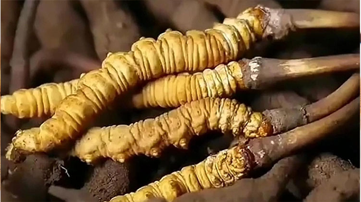 吃了冬蟲夏草有什么好處？全方位滋補(bǔ)價(jià)值解析